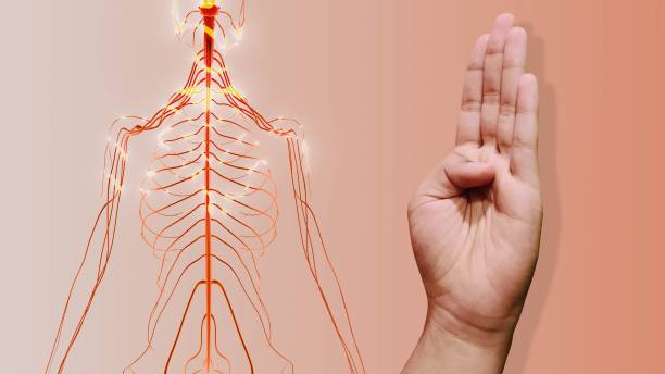 Illustration of the nervous system beside a patient's hand